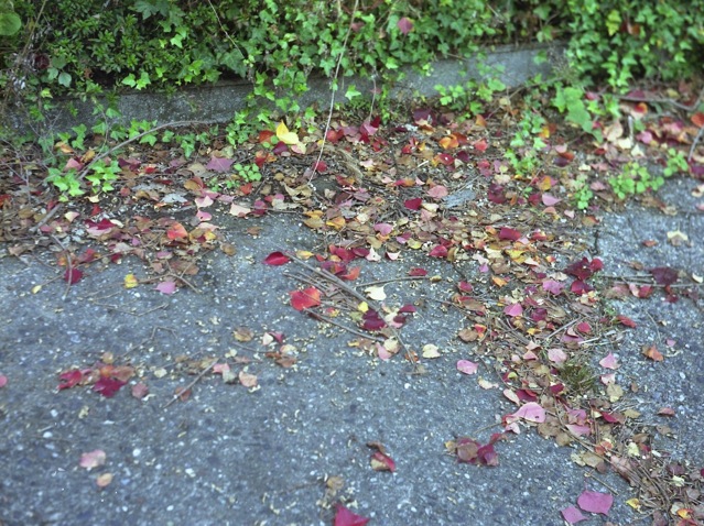 d0089742_053243.jpg