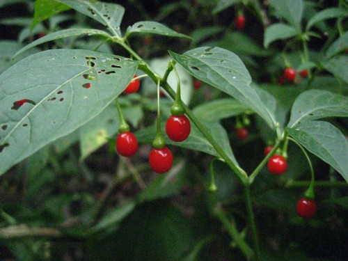 c0179351_22151041.jpg