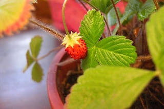 c0200760_21291591.jpg