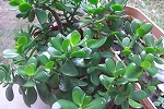 c0200760_22112545.jpg