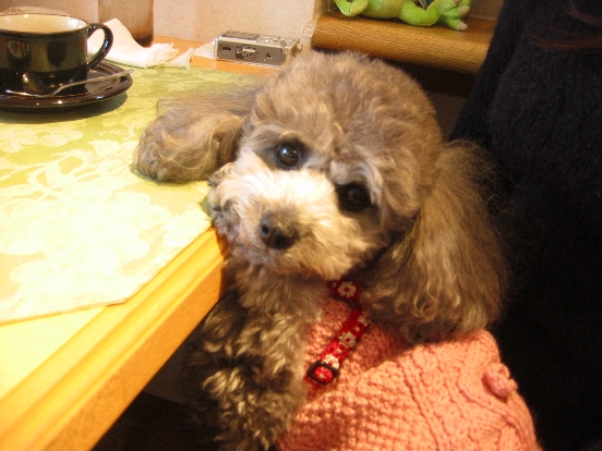 c0110906_137338.jpg