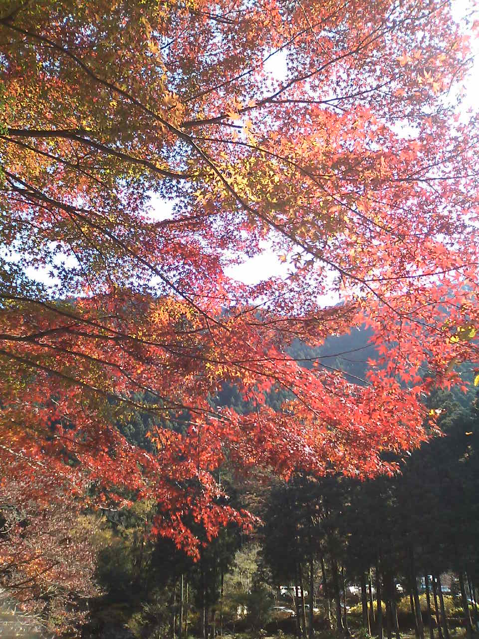 c0210618_36331.jpg