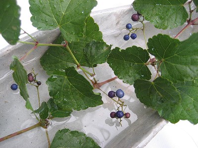 f0139520_21313726.jpg