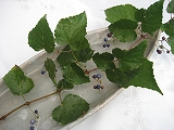 f0139520_21364670.jpg