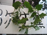 f0139520_21371073.jpg