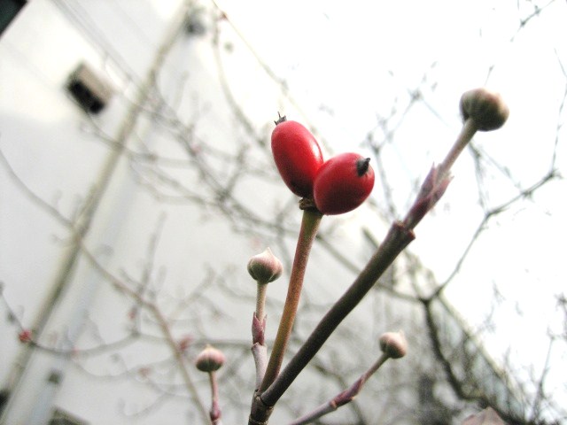 f0031722_1363431.jpg