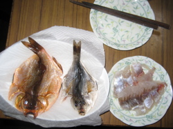 e0002927_1101559.jpg