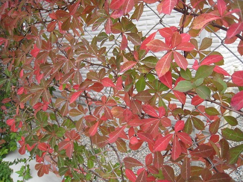 e0051142_2347207.jpg