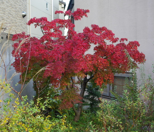 c0056707_198277.jpg