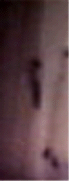 e0103408_11381713.gif
