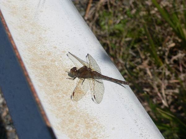e0002314_21592245.jpg