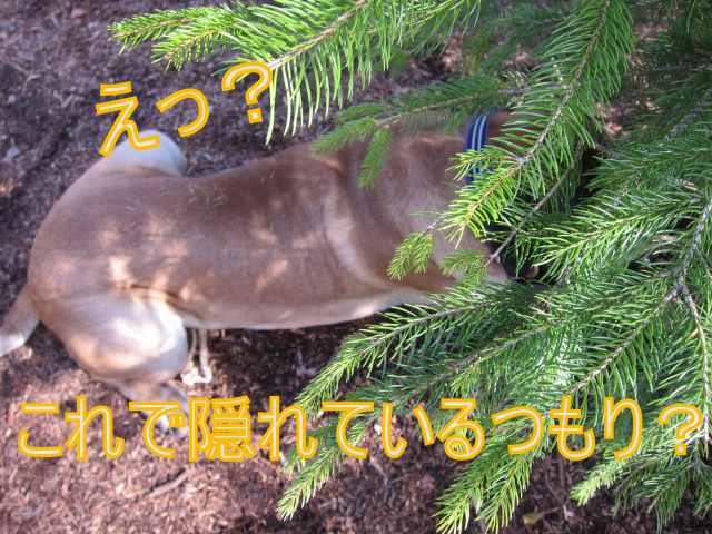 e0192217_1165788.jpg