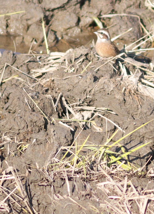 a0126632_14205773.jpg