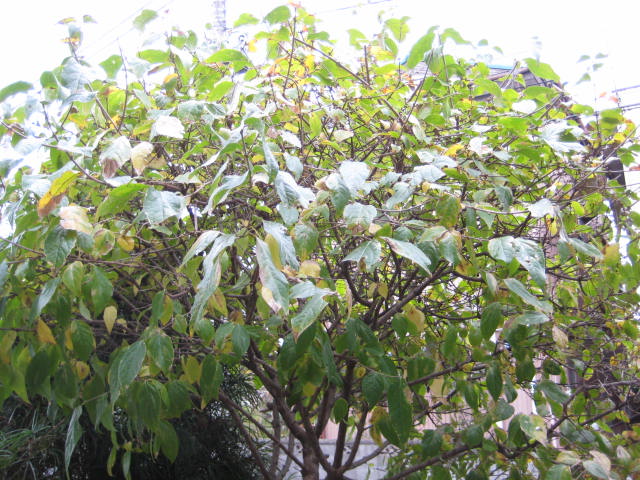 e0166032_20105481.jpg