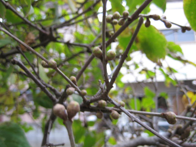 e0166032_20113544.jpg