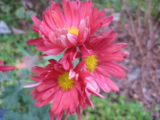 e0166032_2081151.jpg