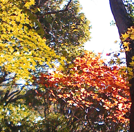 a0129233_2044411.jpg