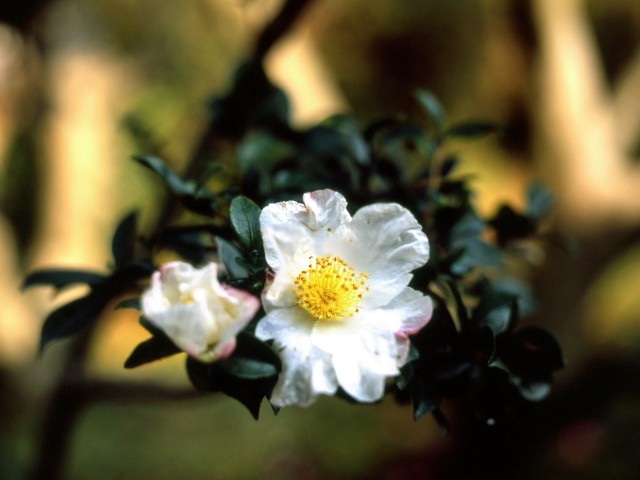 c0125735_1453021.jpg