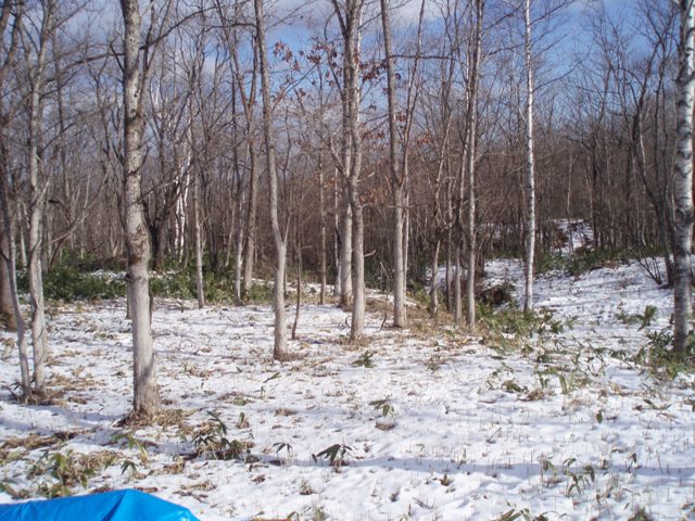 c0105338_18442576.jpg