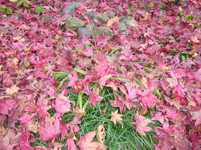 a0046339_1514596.jpg