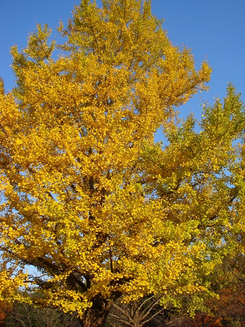 a0046339_15231110.jpg