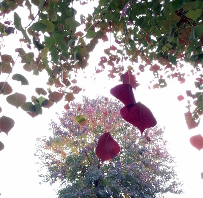 c0214345_1133751.jpg
