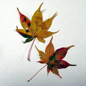 f0007956_0132326.jpg