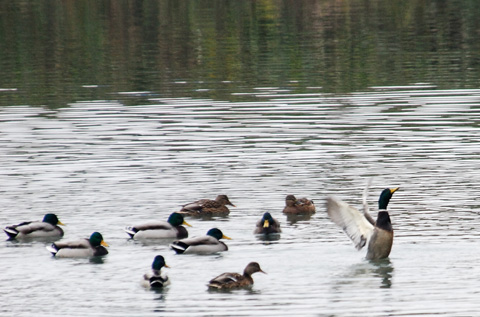 c0036878_20432176.jpg