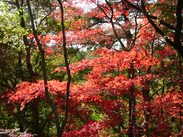 b0044296_2143166.jpg