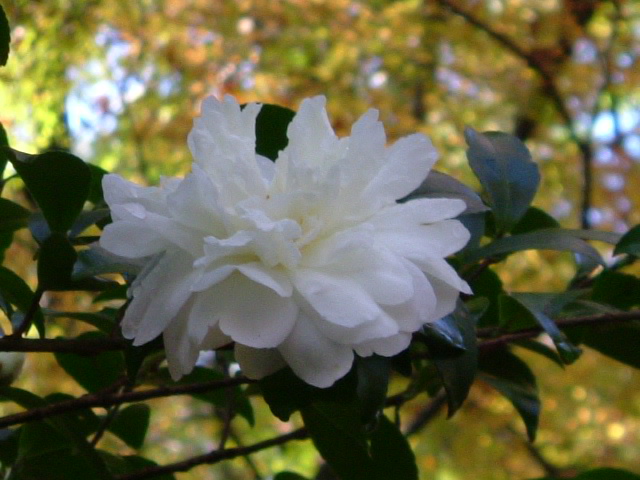 b0044296_21494028.jpg