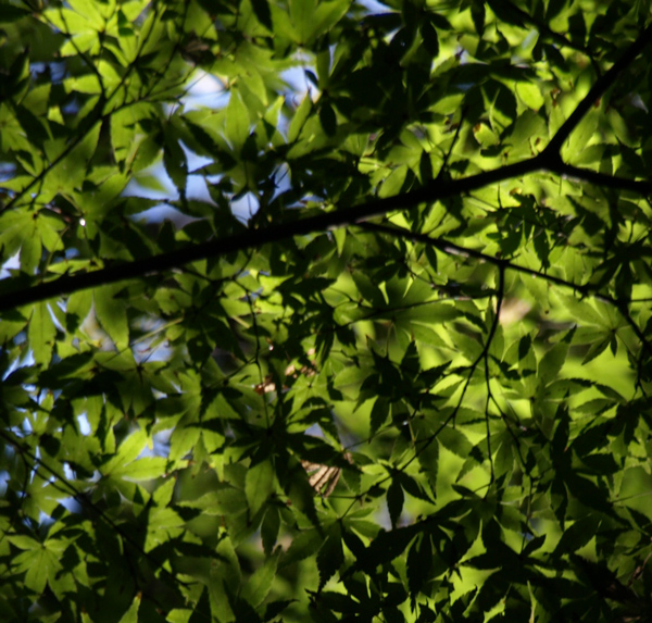 b0075797_1043047.jpg