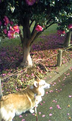 c0150520_23315422.jpg