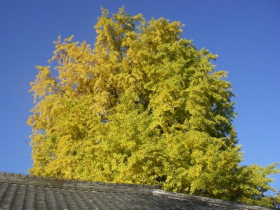 e0066062_0194345.jpg
