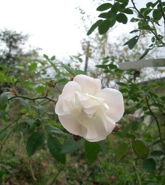 c0186463_17114384.jpg