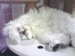 e0079270_2401155.gif