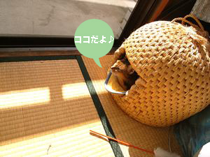 b0177078_14303130.jpg