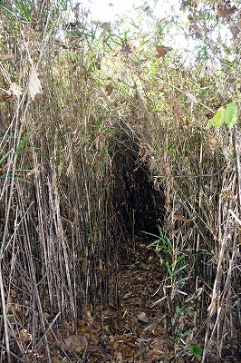 e0137200_0273876.jpg