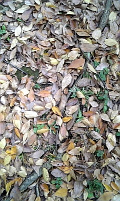 f0041311_0571392.jpg