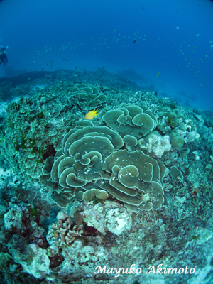 e0027447_10525473.jpg