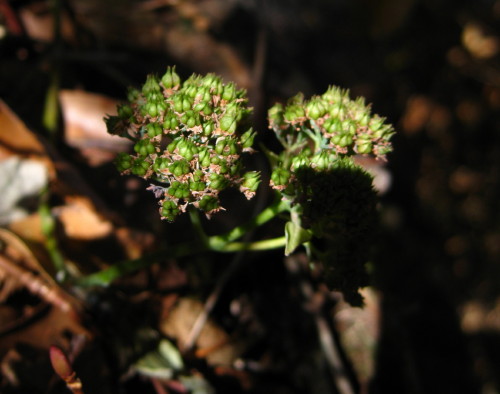 c0179351_20514465.jpg