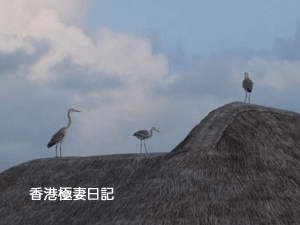 f0190653_939068.gif