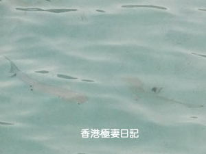 f0190653_9391965.gif