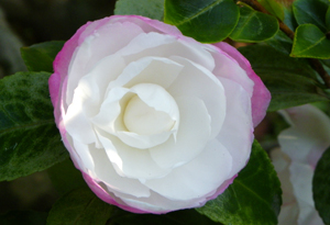 e0098256_1275863.jpg