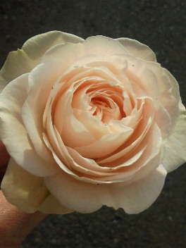 e0175288_1034276.jpg