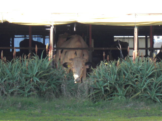 c0087392_2141596.jpg