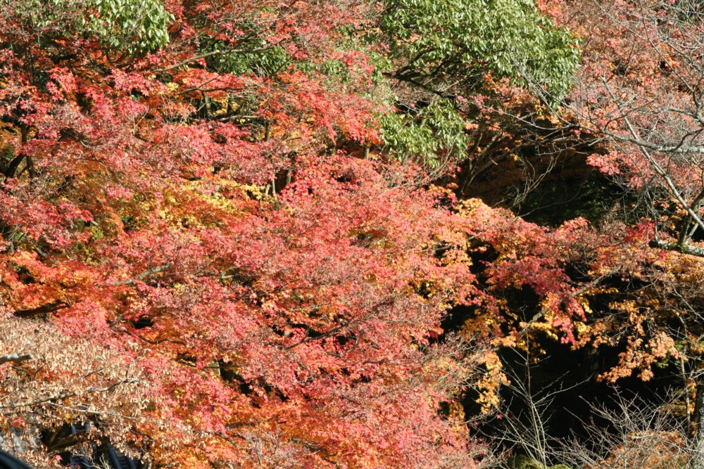 c0197220_8204354.jpg