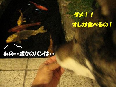 f0143123_2052262.jpg