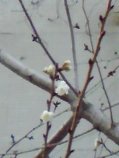b0094025_18395851.jpg