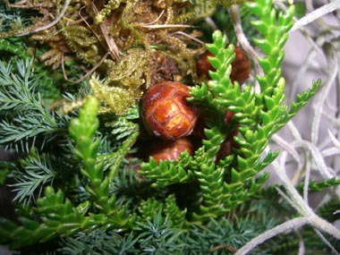 e0110940_2434259.jpg
