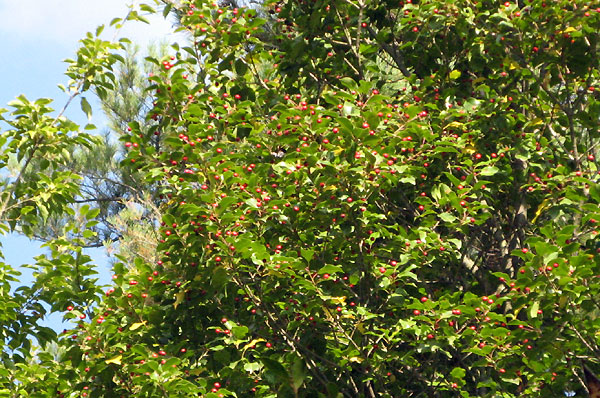 f0007956_179324.jpg